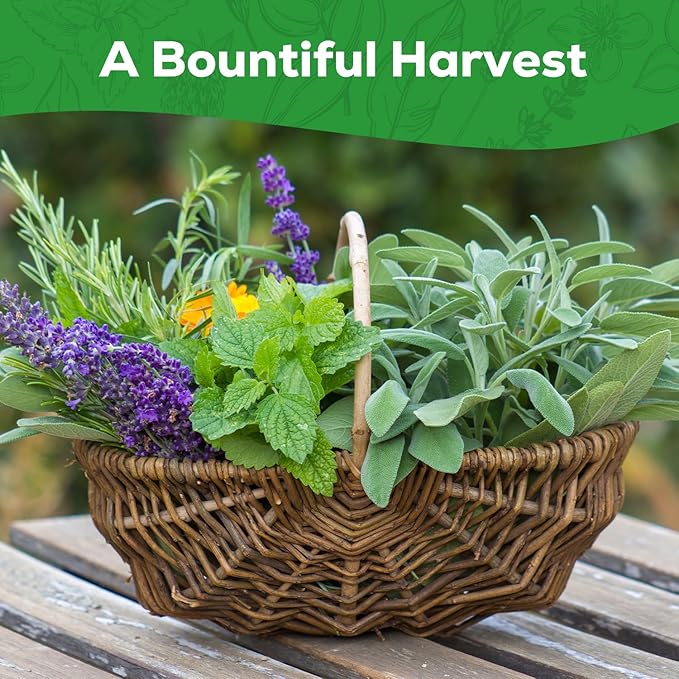 10 Herb Seeds Variety Pack - 7,000+ Heirloom Seeds - Basil, Cilantro, Lavender, Parsley, Dill, Thyme, Chives, Oregano, Sage, Herb Garden Kit for Planting Home Garden, Gardening Gift