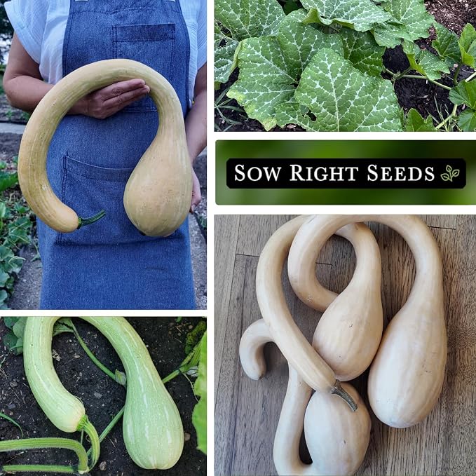 Sow Right Seeds - Tromboncino Rampicante Squash Seeds for Planting - Non-GMO Heirloom Packet with Instructions to Plant a Home Vegetable Garden - Grow Tasty Squash at Home, Great for Cooking