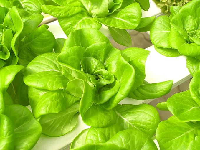 500 Buttercrunch Lettuce Seeds for Planting - Heirloom Non-GMO Vegetable Seeds for Planting - Hydroponics - Microgreens - AKA Butterhead, Boston, Bibb Lactuca Sativa