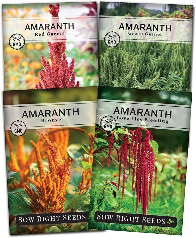 Sow Right Seeds - Amaranth Seed Collection for Planting - Non-GMO Heirloom Varieties to Grow an Outdoor Home Garden - Red & Green Garnet, Bronze, Love Lies Bleeding - Striking Cut Flowers