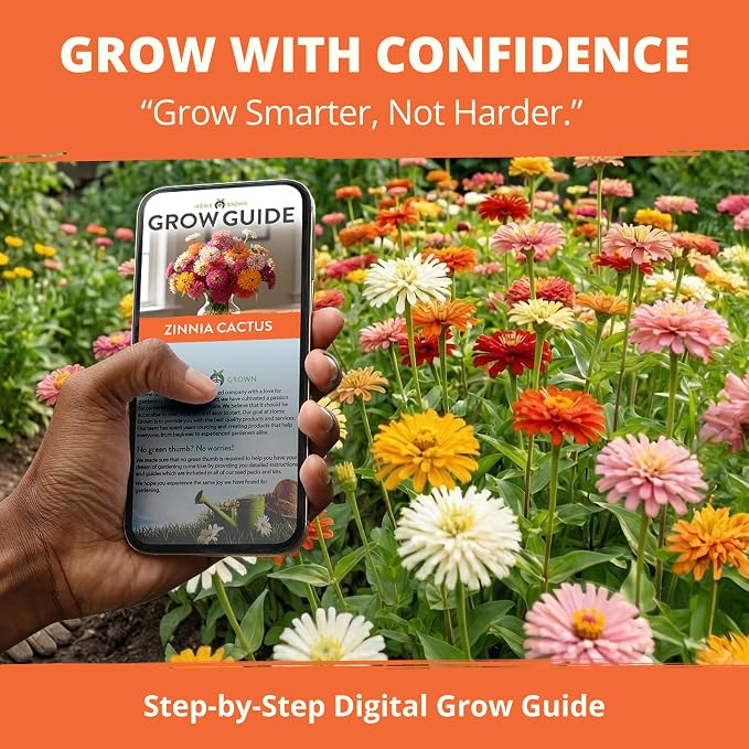 HOME GROWN Zinnia Cactus Mix Seeds - 650 Flower Seeds for Spring Planting Outdoors 2026, Large Zinnia Flower Seed, Easy Grow Garden & Cut Flowers (Zinnia elegans)