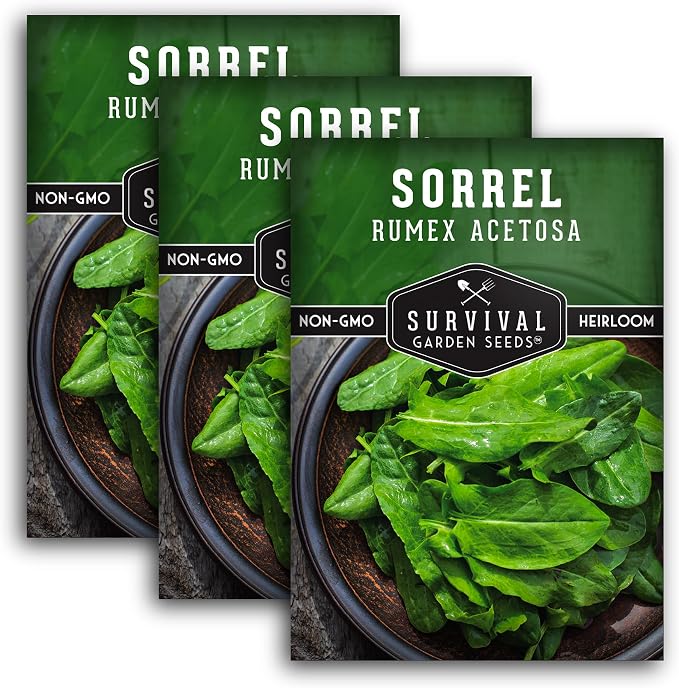 Sorrel Seeds for Planting - Large Leaf Garden Sorrel - Cool Weather Perennial Vegetable for Edible Leafy Greens - Heirloom Non GMO - Survival Garden Seeds (3 Packs)