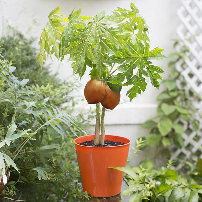 Elevate Your Papaya Garden with Gardenera's Organic Potting Mix - Tailored for Robust Papaya Plants and Flavorful Harvests - 2 Quart