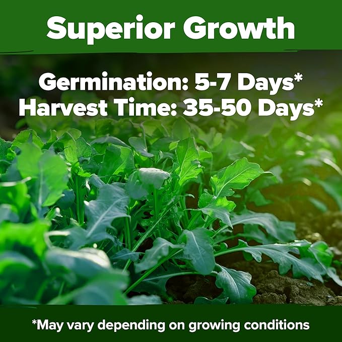 HOME GROWN Arugula Roquette Seeds 2,175+ Heirloom Non-GMO Seeds for Planting, High Germination, Fast Growing Peppery Salad Greens, Indoor Outdoor Hydroponic Garden, Microgreens (Eruca vesicaria)