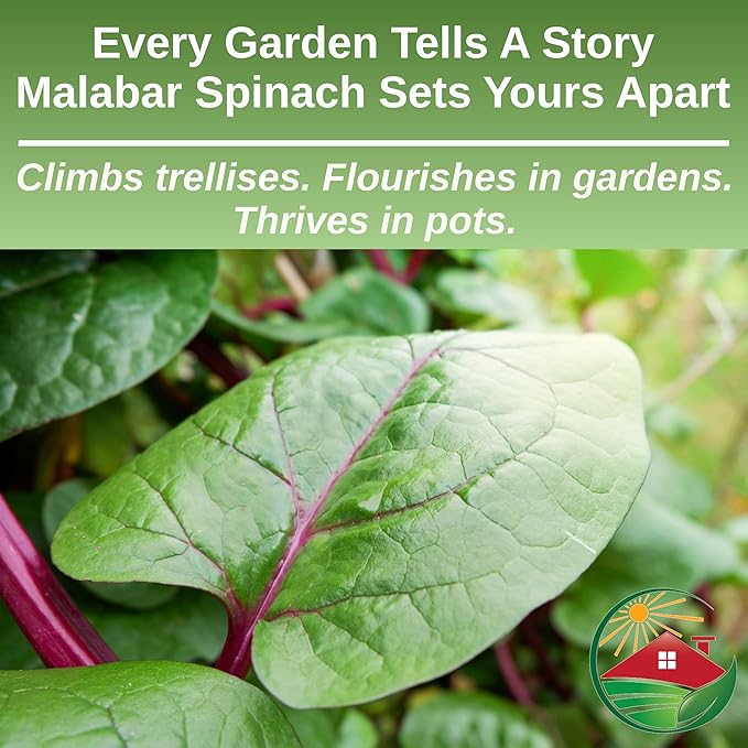 TKE Farms & Gardens - Red Malabar Spinach Seeds for Planting, Heirloom Non-GMO Climbing Spinach, Nutritious Asian Vegetable Seeds, 30 Seeds, Basella rubra, 1 Packet