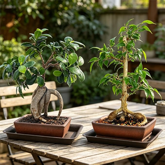 2 Pack Ceramic Bonsai Pots with Drainage Tray, 6" and 7" Unglazed Rectangle Bonsai Tree Planters, Bonsai Training Pots, Succulent Cactus Planter with Drainage Hole for Outdoor Indoor, Brown