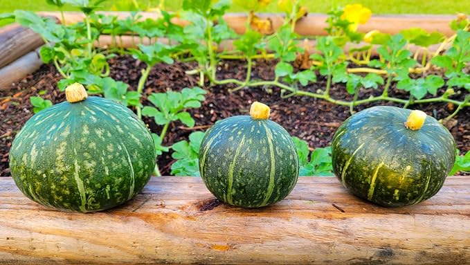 TomorrowSeeds - Kabocha Squash Seeds - 60+ Count - for 2026 Planting Japanese Pumpkin Green Hokkaido Ebisu Asian Tetsukabuto Buttercup Gourd Garden Vegetable Grow Your Own Home Farm Patio Healthy