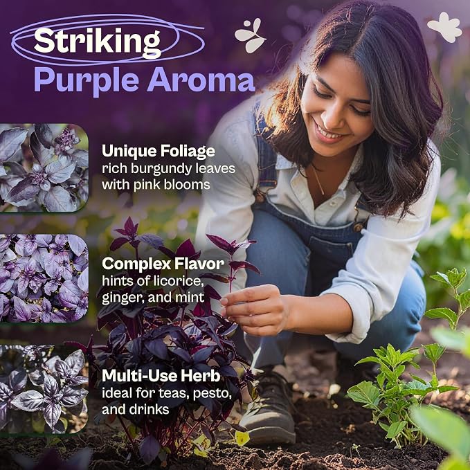 SVI 600 Dark Opal Basil Seeds (Ocimum basilicum) – Purple Sweet Basil Seed Packets –Non GMO Heirloom Herb Seeds, Aromatic Natural Herbs for Containers, Outdoor & Indoor Herb Garden