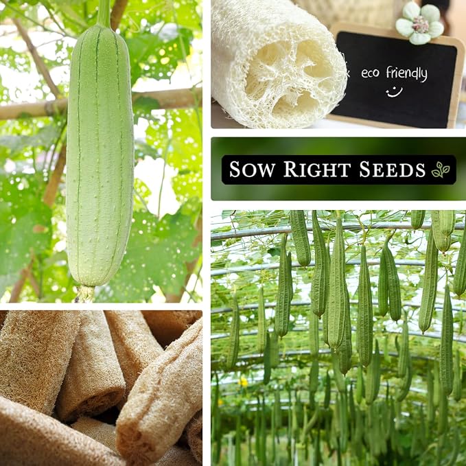 Sow Right Seeds - Luffa Gourd Seed for Planting - Non-GMO Heirloom Packet with Instructions to Plant a Home Vegetable Garden - Grow Your Own Loofah Sponge at Home - Show Off Unique Gourds (3)