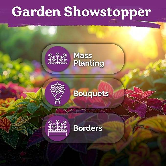 KVITER 1600 Rainbow Coleus Seeds for Planting Mix (Plectranthus scutellarioides) – Coleus Garden Seed Packets – Non-GMO & Heirloom Flower Seeds for Outdoor & Indoor Garden, Containers, Borders, Patios