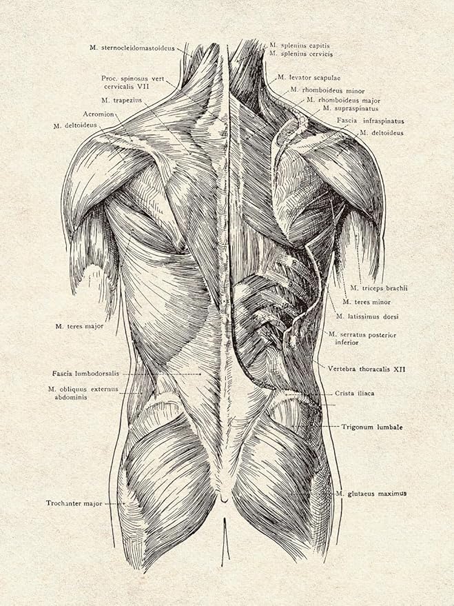 Ohhvvow Human Anatomy Artwork Medical Wall Art Canvas, 8 * 10 Inch Muscle