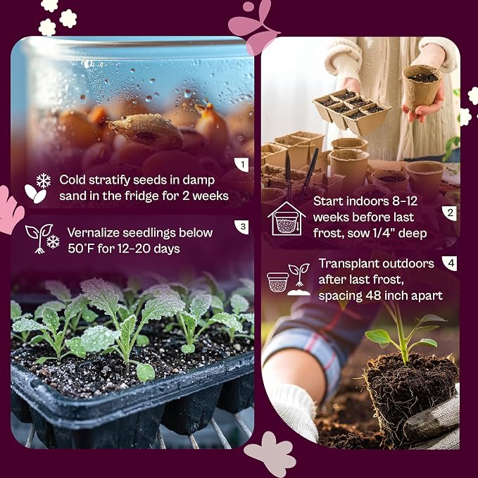 SVI 50 Purple Romagna Artichoke Seeds (Cynara scolymus) – Roman Artichokes Seed Packets, Non GMO Artichoke Vegetable Garden Seed – Heirloom Vegetable Seeds for Outdoor Garden, Containers