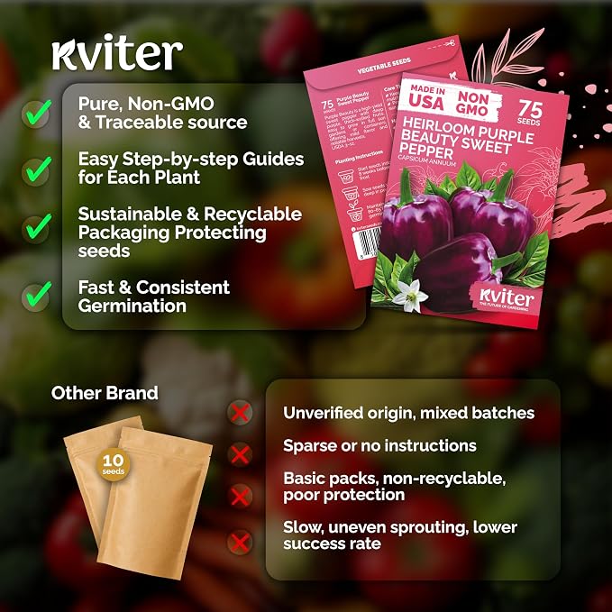 KVITER 75 Purple Beauty Sweet Pepper Seeds (Capsicum Annuum) - Purple Beauty Bell Pepper, High Yield, Mild Flavor, Heirloom Seed - Vegetable Seeds in Seed Packets for Outdoor Gardens, Containers