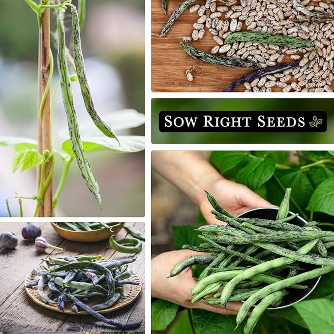 Sow Right Seeds - Rattlesnake Pole Bean Seeds for Planting - Non-GMO Heirloom Packet with Instructions to Plant an Outdoor Home Vegetable Garden - Stringless Variety - Tender with Purple Streaks (3)