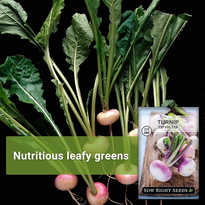 Sow Right Seeds - Purple Top White Globe Turnip Seeds for Planting - Non-GMO Heirloom Packet with Instructions to Plant a Home Vegetable Garden - Early Season, Cold Hardy - Classic Variety (4)