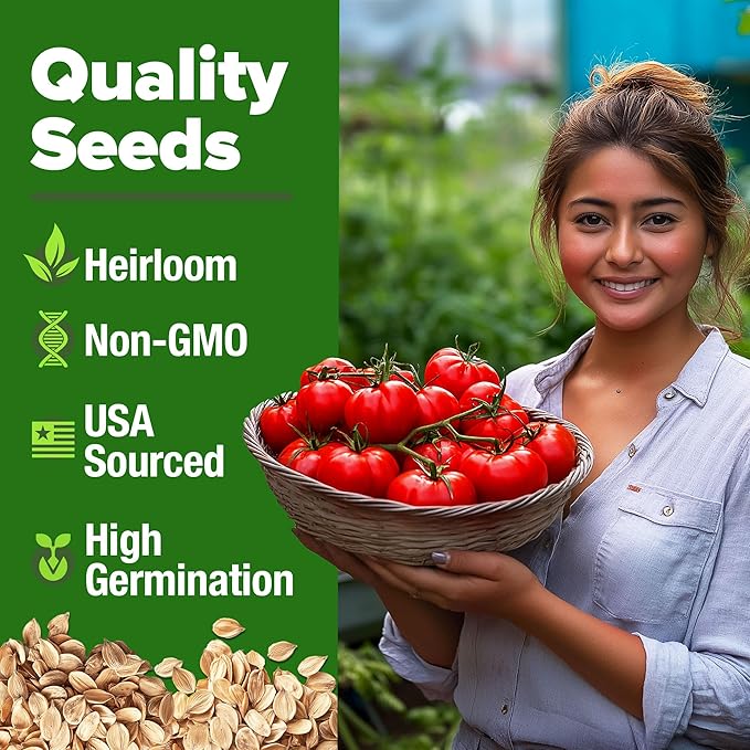HOME GROWN Beefsteak Tomato Seeds 600+ Heirloom Non-GMO Seeds for Planting, High Germination, Indeterminate Extra Large Meaty Slicing Tomato,Prolific Garden Crop, Sandwich Ready (Solanum lycopersicum)
