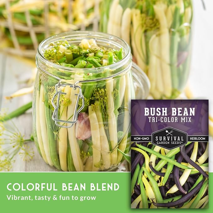 Tri Color Blend Bush Bean Seeds for Planting - Mix of Green, Yellow Wax, & Purple Beans with Stringless Pods - 3 Non-GMO Heirloom High Yield Varieties - Survival Garden Seeds (5 Packs)