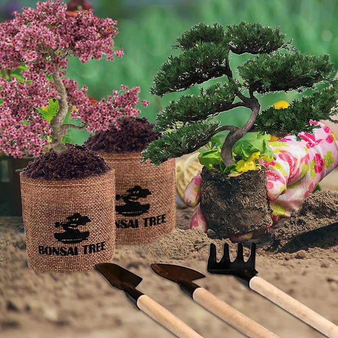 Bonsai Garden Starter Kit, 4 Seeds Growing into Sakura, Ginkgo, Black Pine, Red Flame, Including Complete Gardening Tools & A Planter Box with Cover for Men Women Beginners