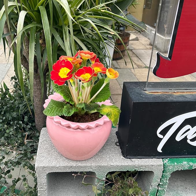 8in Pink Ceramic Self Watering Planter - Terracotta Maintenance Plant Seeder for Indoor African Violet Plants