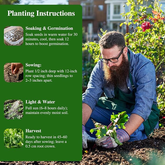 Groundio 350+ Bloomsdale Spinach Seeds, Heirloom Non-GMO, Slow Bolt Cold Hardy Leafy Greens for Home Garden Backyard Planting (Spinacia oleracea)