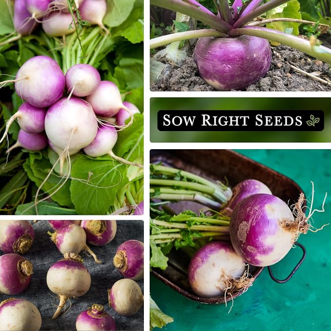 Sow Right Seeds - Purple Top White Globe Turnip Seeds for Planting - Non-GMO Heirloom Packet with Instructions to Plant a Home Vegetable Garden - Early Season, Cold Hardy - Classic Variety (4)