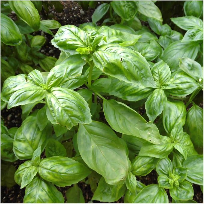 Seed Needs Basil Seeds Variety Pack of 8 Herbs for an Indoor Outdoor Garden