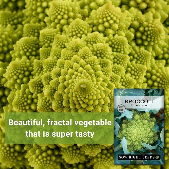 Sow Right Seeds - Romanesco Broccoli Seeds for Planting - Non-GMO Heirloom Packet with Instructions to Plant an Outdoor Home Vegetable Garden - Great for Salads - Abundant Harvest - Cold Hardy (3)