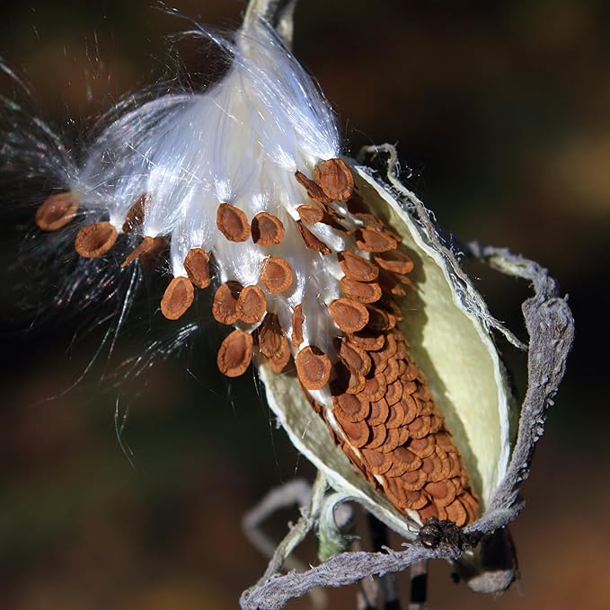 Seed Needs Milkweed Seeds for Planting a Butterfly Garden to Attract Monarch Butterflies - Collection of Pink, Orange & White Asclepias Milk Weed Variety Pack (5 Packs)
