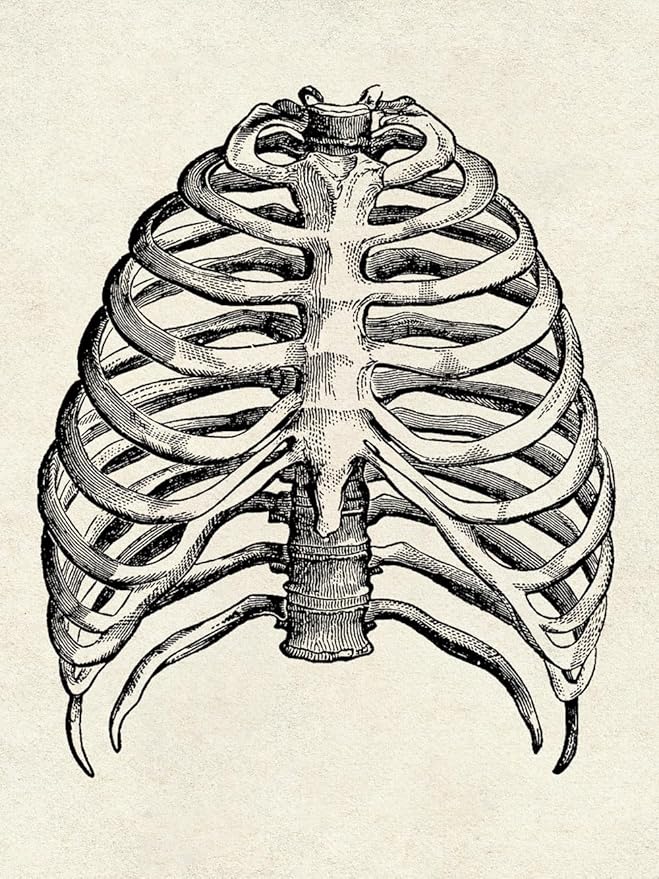 Ohhvvow Human Anatomy Artwork Medical Wall Art Canvas, 8 * 10 Inch Muscle