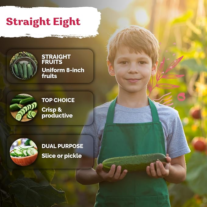 KVITER 150 Straight Eight Cucumber Seeds (Cucumis sativus) - Straight 8 Cucumber, Perfect Cucumbers for Pickling and Slicing - Vegetable Seeds for Planting Outdoors in Home Garden & Containers