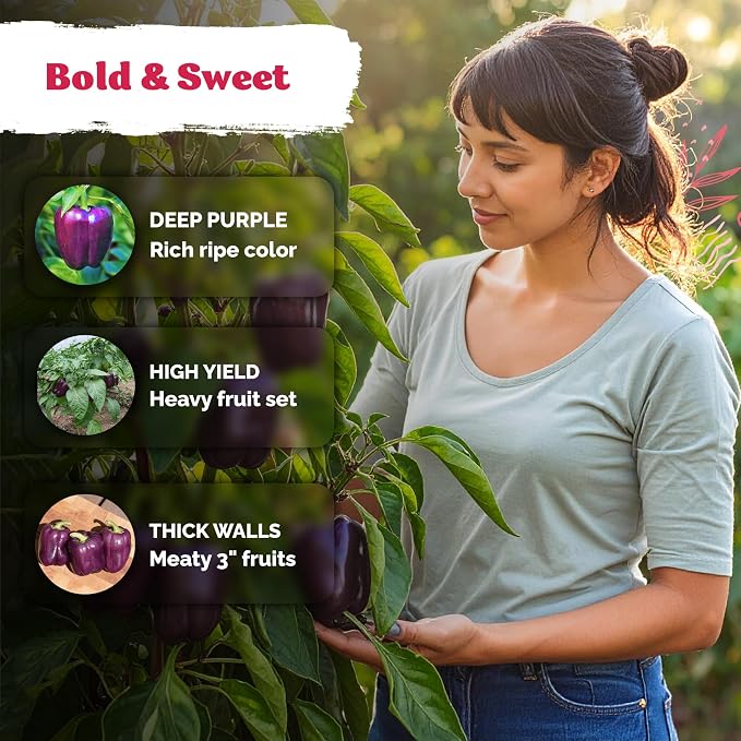 KVITER 75 Purple Beauty Sweet Pepper Seeds (Capsicum Annuum) - Purple Beauty Bell Pepper, High Yield, Mild Flavor, Heirloom Seed - Vegetable Seeds in Seed Packets for Outdoor Gardens, Containers