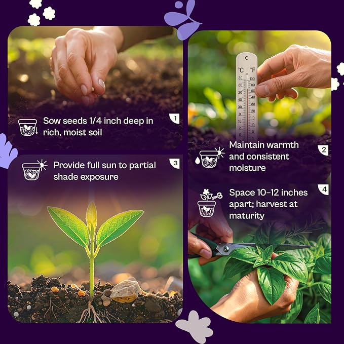 SVI 350 Green Shiso Seeds (Perilla frutescens) – Japanese Shiso Perilla Seed Packets, Aromatic Leaves – Japanese Heirloom Herb Seeds Outdoors & Indoor Herb Garden