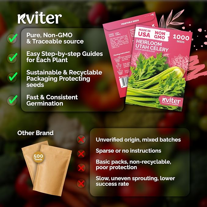 KVITER 1000 Tall Utah Celery Seeds (Apium graveolens) – Celery Seed Packets Home Grown – Non GMO Heirloom Vegetable Garden Seeds for Planting, Outdoor & Indoor Garden Beds, Containers