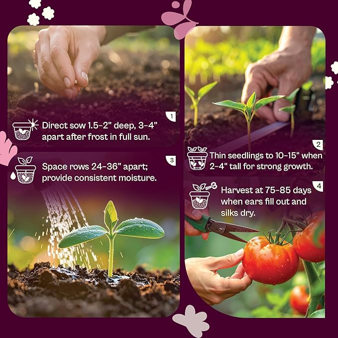 SVI 100 Golden 8 Bantam Corn Seeds (Zea mays) – Yellow Sweet Corn Seed Packets, Early Maturing Maiz – Non GMO Heirloom Vegetable Seeds for Outdoors, Vegetable Garden Rows