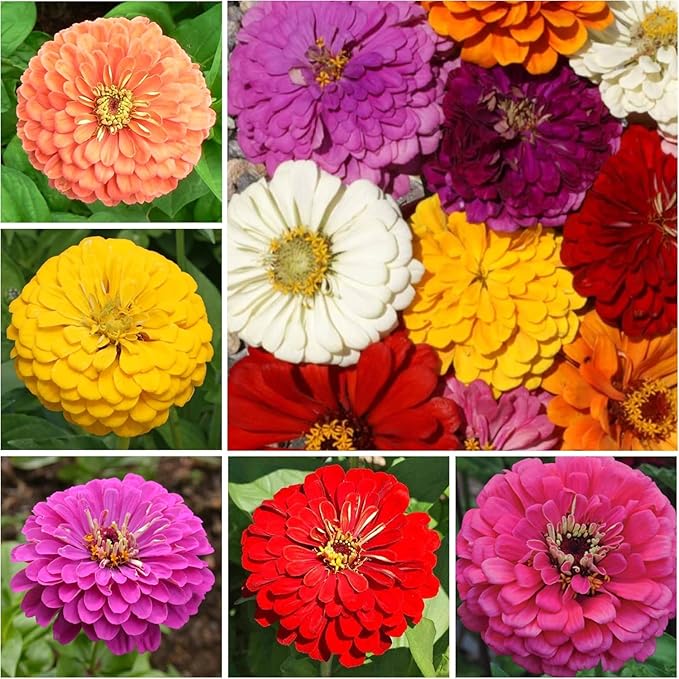 Seed Needs Butterfly Garden Bulk Seed Variety Collection 4 Large Bulk Packs