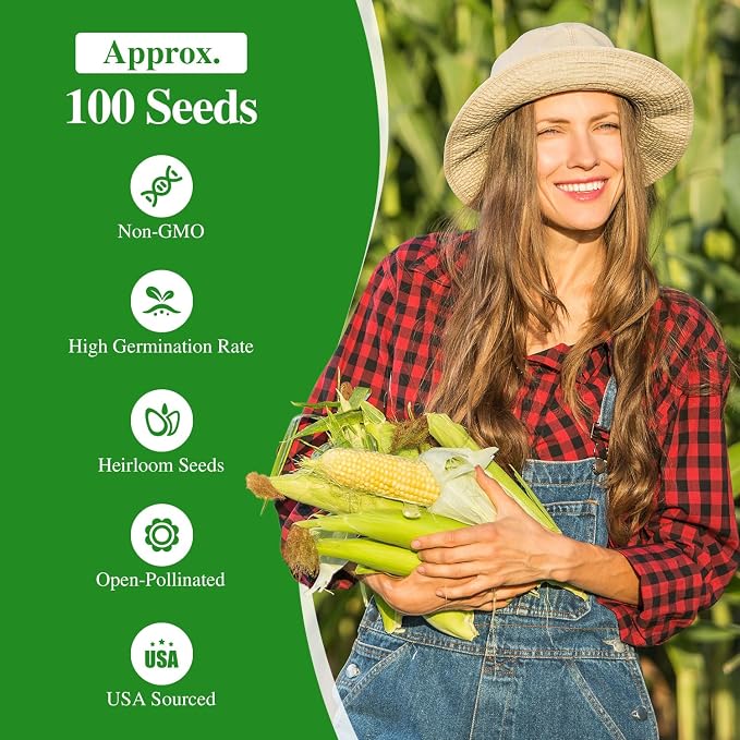 Groundio Golden Bantam Corn Seeds, 100 Non-GMO Heirloom Vegetable Seeds, High Germination Sweet Corn Seed for Outdoor Home Garden (Zea mays)