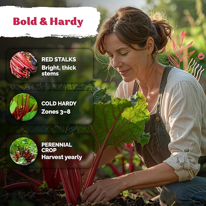 KVITER 50 Red Victoria Rhubarb Seeds for Planting (Rheum Rhabarbarum) – Heirloom Seeds, Perennial Vegetable Seeds – Perfect for Rhubarb Jam & Pies, Grow in Beds & Outdoor Garden
