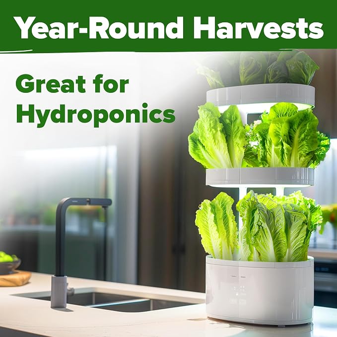 HOME GROWN Parris Island Romaine Lettuce Seeds 7000+ Bulk Pack Heirloom Non-GMO, High Germination, Crisp Cos Lettuce for Planting, Indoor Outdoor Hydroponic Garden, Slow to Bolt (Lactuca Sativa)