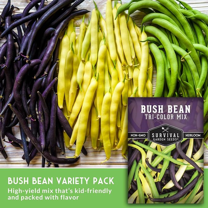 Tri Color Blend Bush Bean Seeds for Planting - Mix of Green, Yellow Wax, & Purple Beans with Stringless Pods - 3 Non-GMO Heirloom High Yield Varieties - Survival Garden Seeds (2 Packs)