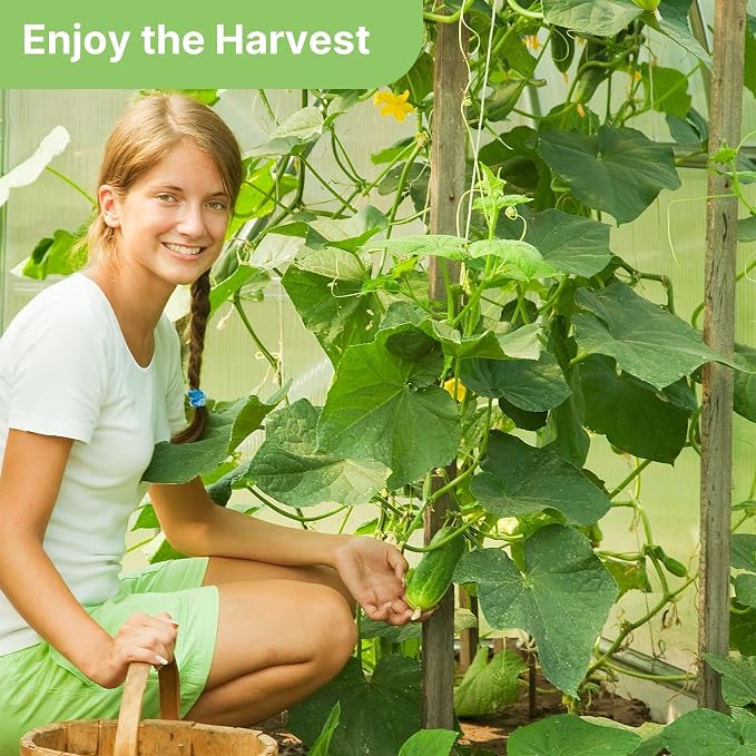 Groundio Organic Cucumber Seeds (Marketmore), High Germination Seeds for Planting, Hardy Vigorous Slicing Cucumbers (Cucumis sativus)