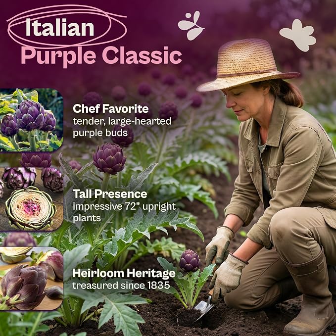 SVI 50 Purple Romagna Artichoke Seeds (Cynara scolymus) – Roman Artichokes Seed Packets, Non GMO Artichoke Vegetable Garden Seed – Heirloom Vegetable Seeds for Outdoor Garden, Containers