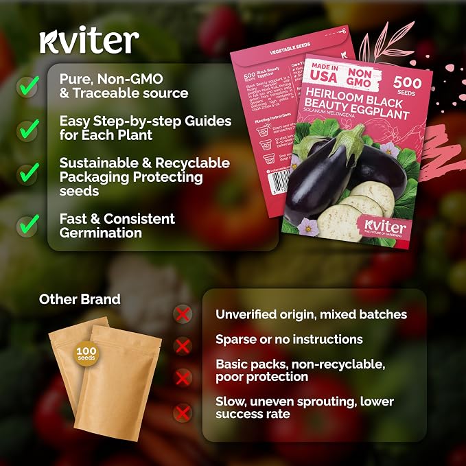 KVITER 500 Black Beauty Eggplant Seeds (Solanum Melongena)- Black Beauty Aubergine, Large, Glossy Fruit, Heirloom Eggplant Seed Packets - Vegetable Seeds for Outdoor Garden, Containers