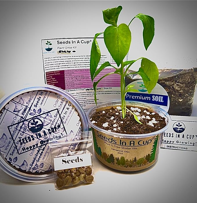 Ash Tree | Seeds In A Cup: Ash Tree Starter Kit | Easy to use | Educational | Memorial Gift | Plant It for The Planet | Grow Your Own Tree | Plastic Planter