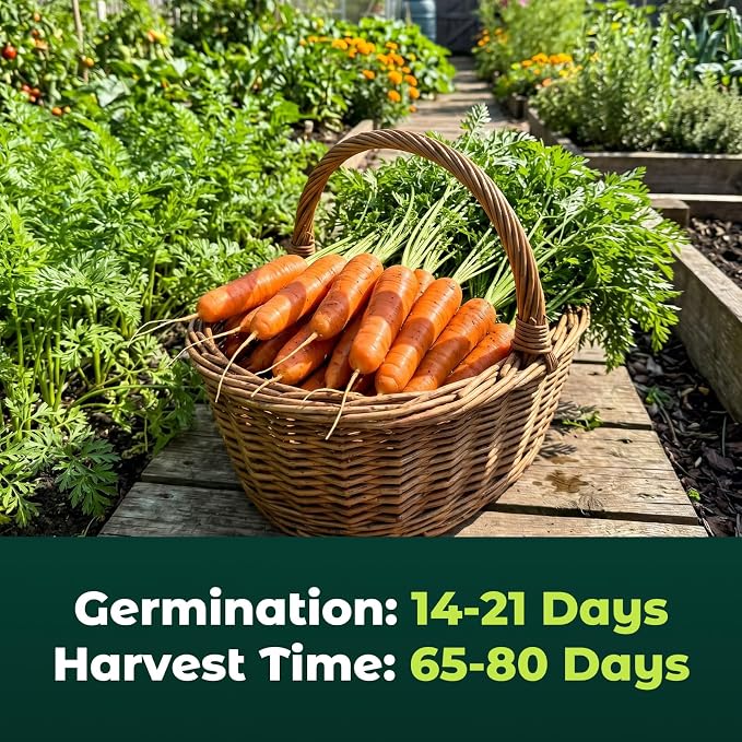3000 Scarlet Nantes Carrot Seeds for Planting - Heirloom Variety, Fast Growing Vegetable Seeds for for Home Garden & Container Planting
