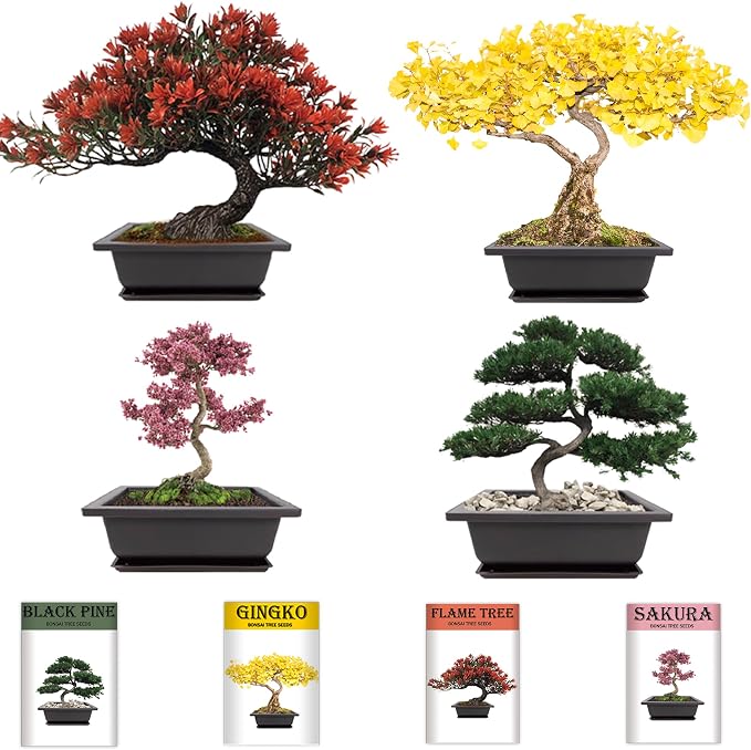 Bonsai Garden Starter Kit, 4 Seeds Growing into Sakura, Ginkgo, Black Pine, Red Flame, Including Complete Gardening Tools & A Planter Box with Cover for Men Women Beginners