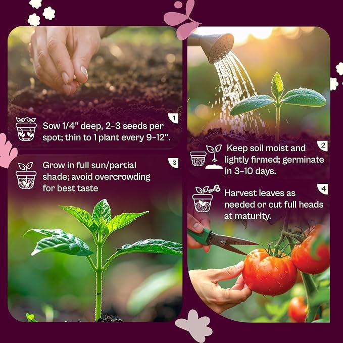 SVI 3000 Buttercrunch Lettuce Seeds (Lactuca Sativa) – Butter Lettuce Head Seed Packets Bulk – Heirloom Vegetable Seeds for Outdoor & Indoor Vegetable Garden, Containers