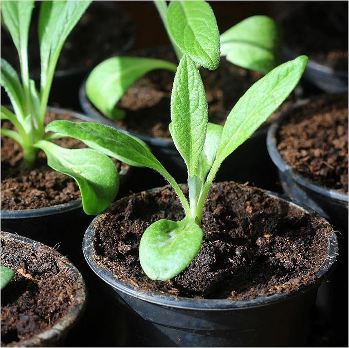 Seed Needs Green Globe Artichoke Seeds to Plant Heirloom & Non-GMO 2 Packs