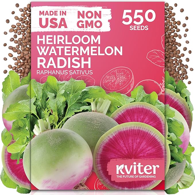 KVITER 550 Watermelon Radish Seeds (Raphanus Sativus) - Red Meat Radish Seed Packets, Mild Sweet Flavor, Heirloom Seed - Annual Vegetable Seeds for Outdoor Garden, Raised Beds, Containers
