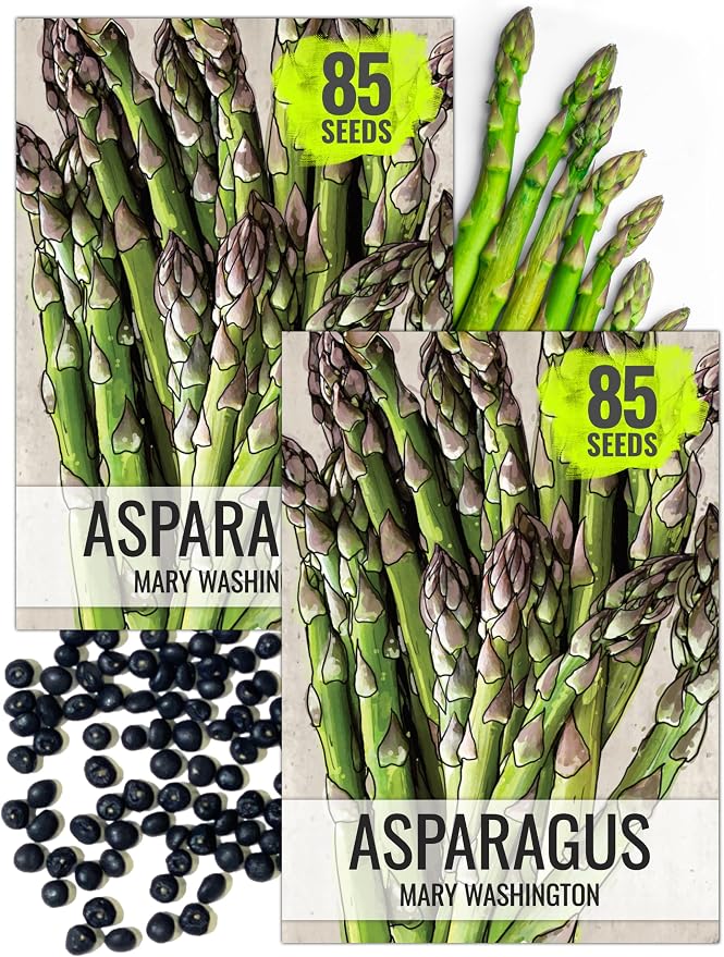 Seed Needs Mary Washington Asparagus Seeds to Plant Heirloom 2 Packs