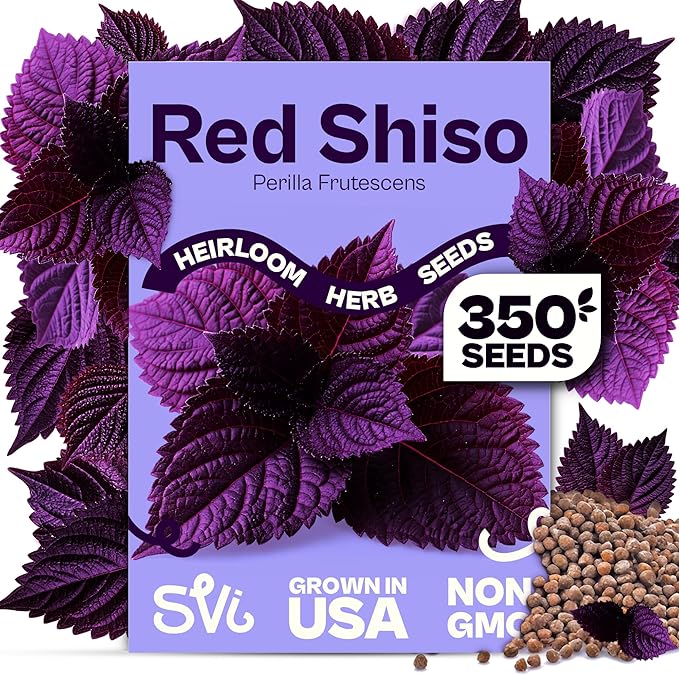 SVI 350 Red Shiso Seeds (Perilla frutescens) – Japanese Shiso Purple Perilla Seed Packets, Aromatic Leaves – Japanese Heirloom Herb Seeds for Outdoor & Indoor Herb Garden